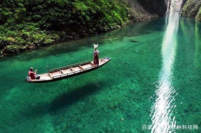 屏山土特产探秘：舌尖上的美味之旅
