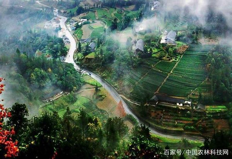 屏山土特产——留住乡愁的味道